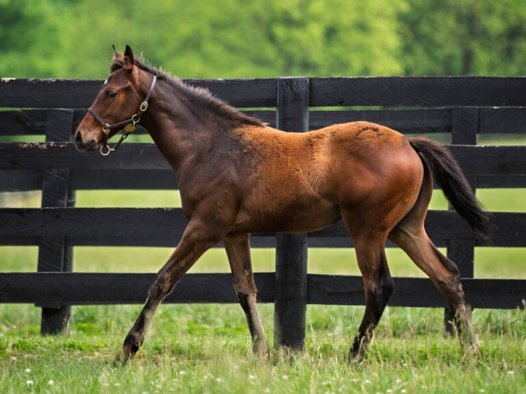 Colt o/o Saba at 3 1/2 months old | Bred by Brookdale Farm, J. R. Ward Stables & Gary Chervenell | Kendall Wucker photo