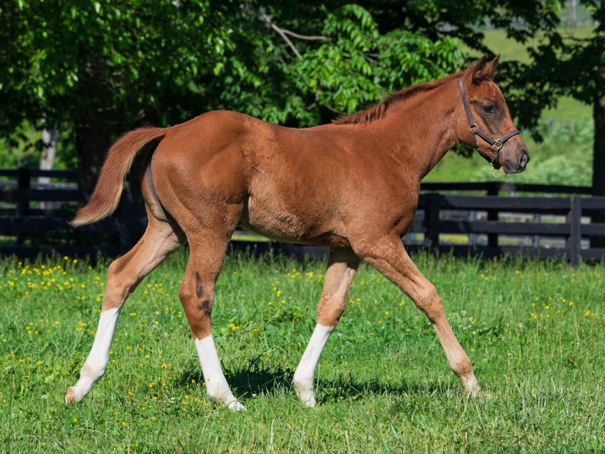 Filly o/o Screen Goddess at 63 days old | Bred by George Krikorian | Kendall Wucker photo