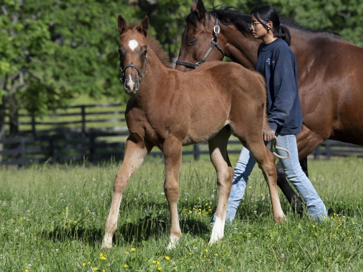 Filly o/o Silver At Midnight at 79 days old | Bred by George Krikorian | Kendall Wucker photo