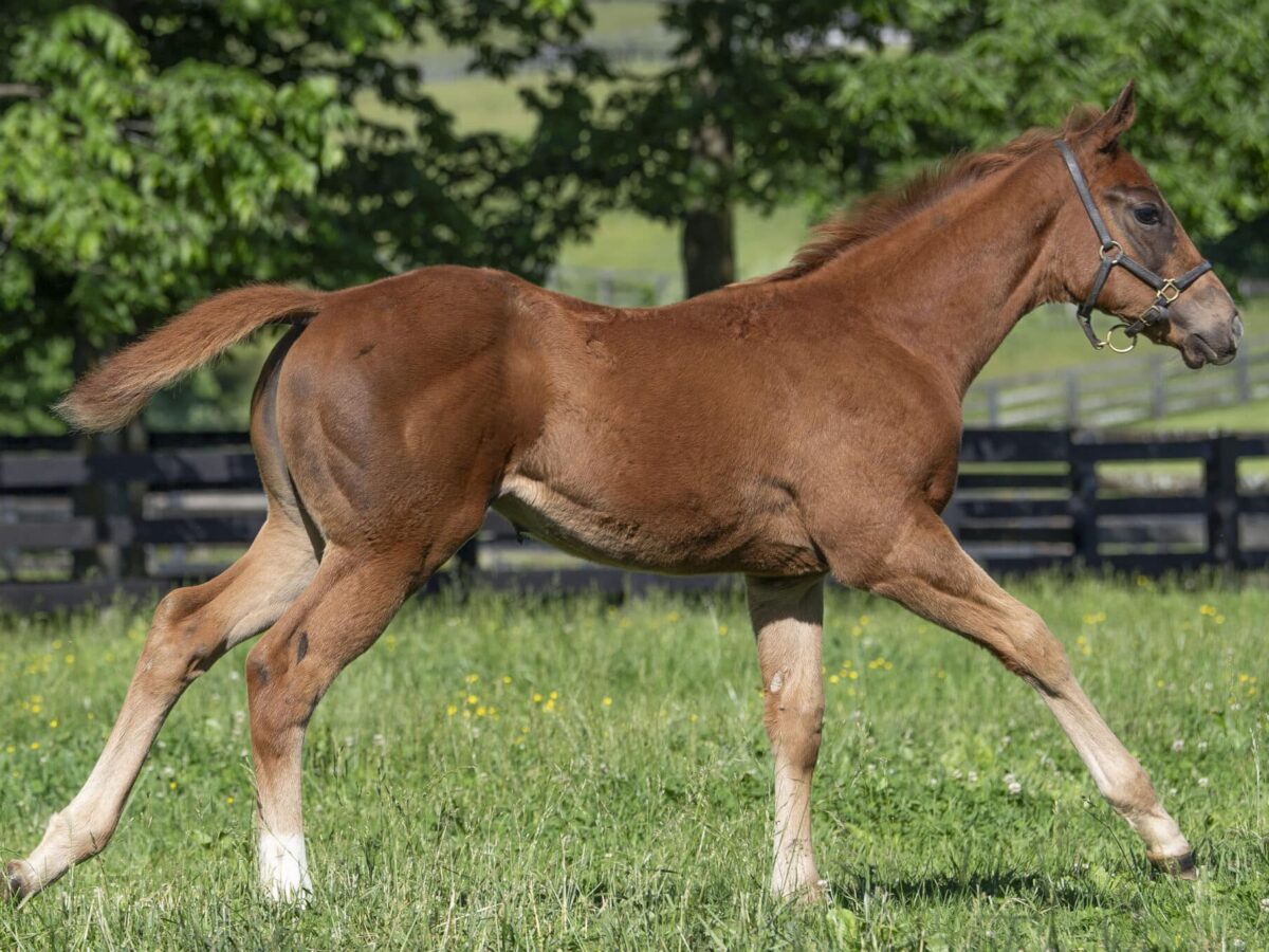 Filly o/o Silver At Midnight at 79 days old | Bred by George Krikorian | Kendall Wucker photo