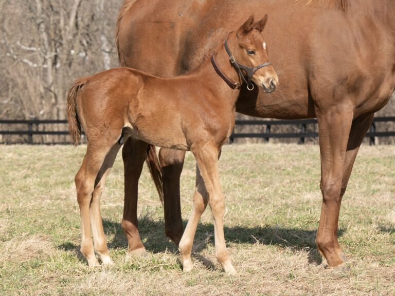 Colt o/o Red Roses Too at 19 days old | Bred by Burleson Farms, Cambron Equine, Manganaro Bloodstock, et al | Mathea Kelly photo