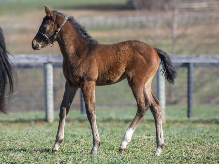 Filly o/o South Coast at 33 days old | Bred by Lara Run | Kendall Wucker photo