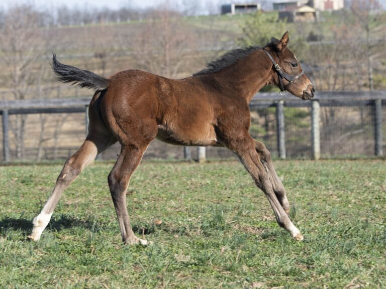 Filly o/o South Coast at 33 days old | Bred by Lara Run | Kendall Wucker photo