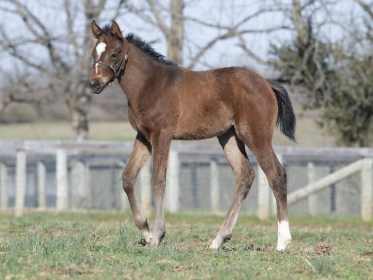 Filly o/o South Coast at 33 days old | Bred by Lara Run | Kendall Wucker photo