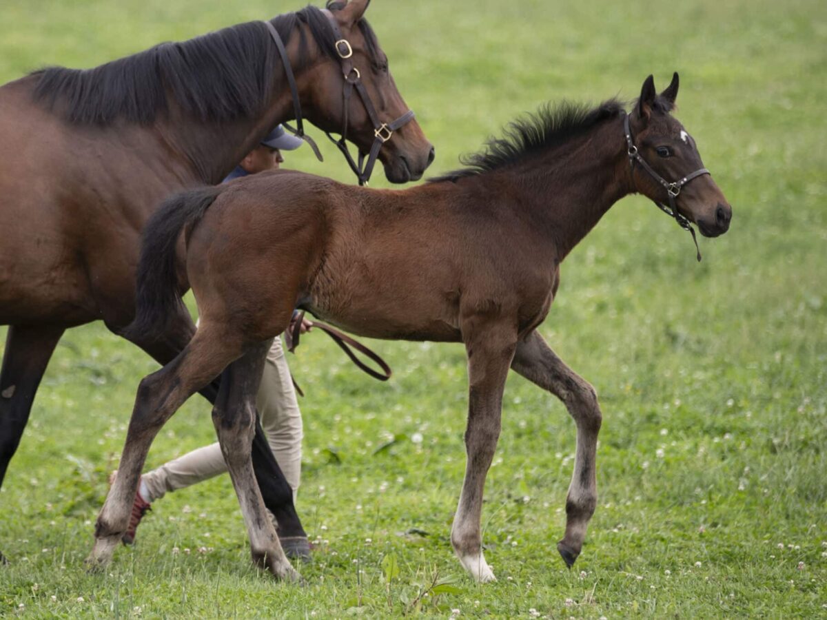 Colt o/o Bene Pista at 84 days old | Bred by Spruce Lane Farm, America's Pastime Stable, Copper Beech Stable et al | Kendall Wucker photo