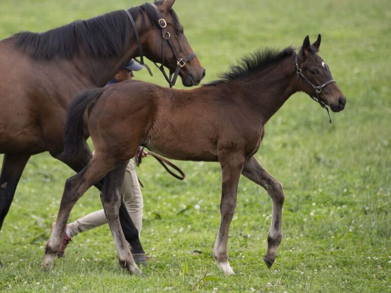 Colt o/o Bene Pista at 84 days old | Bred by Spruce Lane Farm, America's Pastime Stable, Copper Beech Stable et al | Kendall Wucker photo