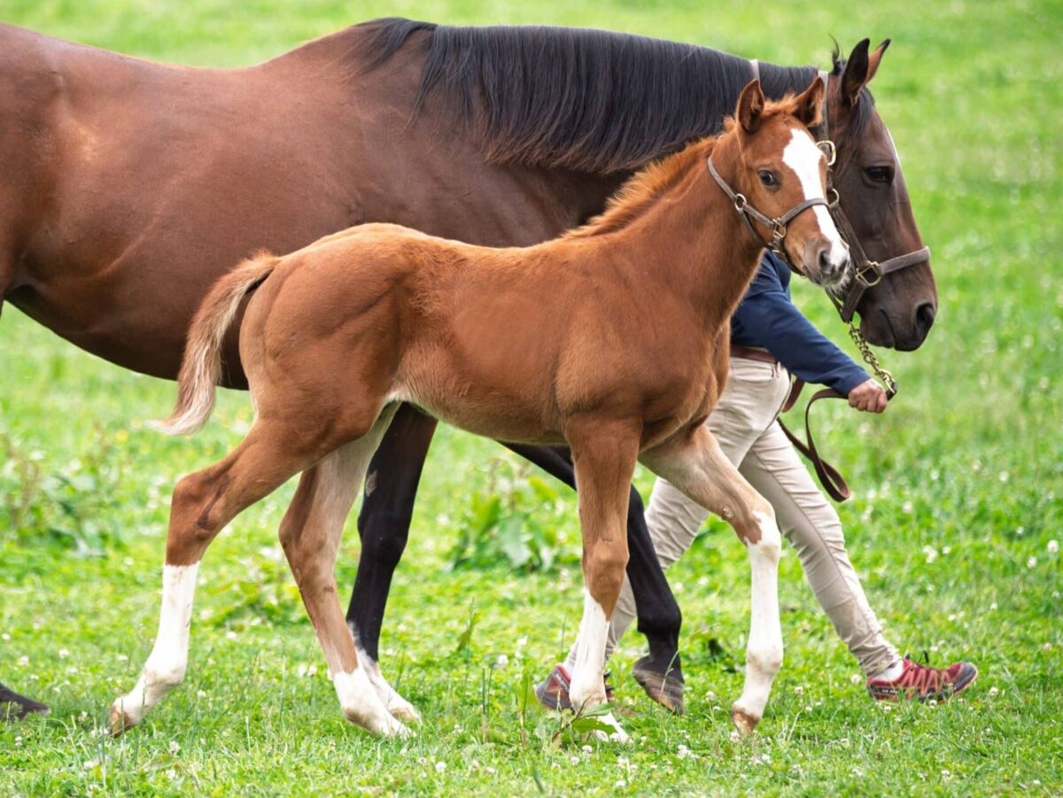 Filly o/o Mrs McGowan at 56 days old | Bred by Dana Jones & Pete Pasteris | Kendall Wucker photo