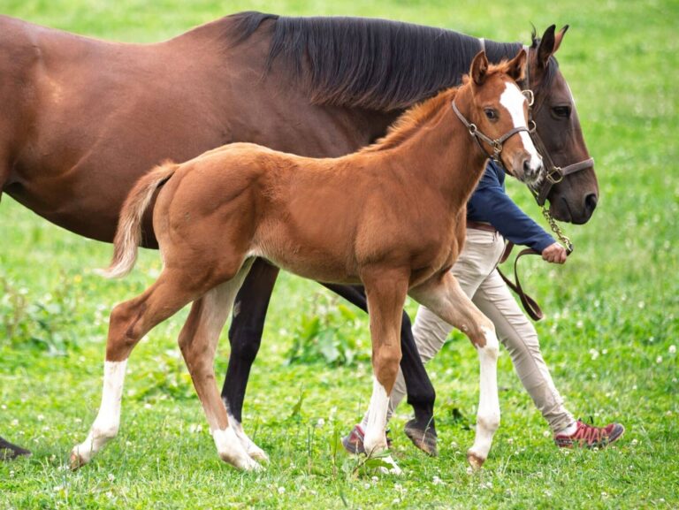 Filly o/o Mrs McGowan at 56 days old | Bred by Dana Jones & Pete Pasteris | Kendall Wucker photo