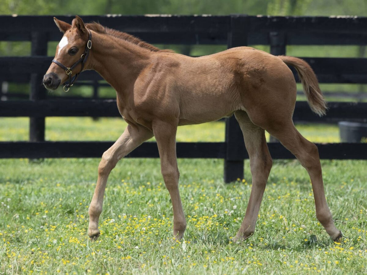 Filly o/o Malibu Drive at 40 days old | Bred by Corser Thoroughbreds | Kendall Wucker photo