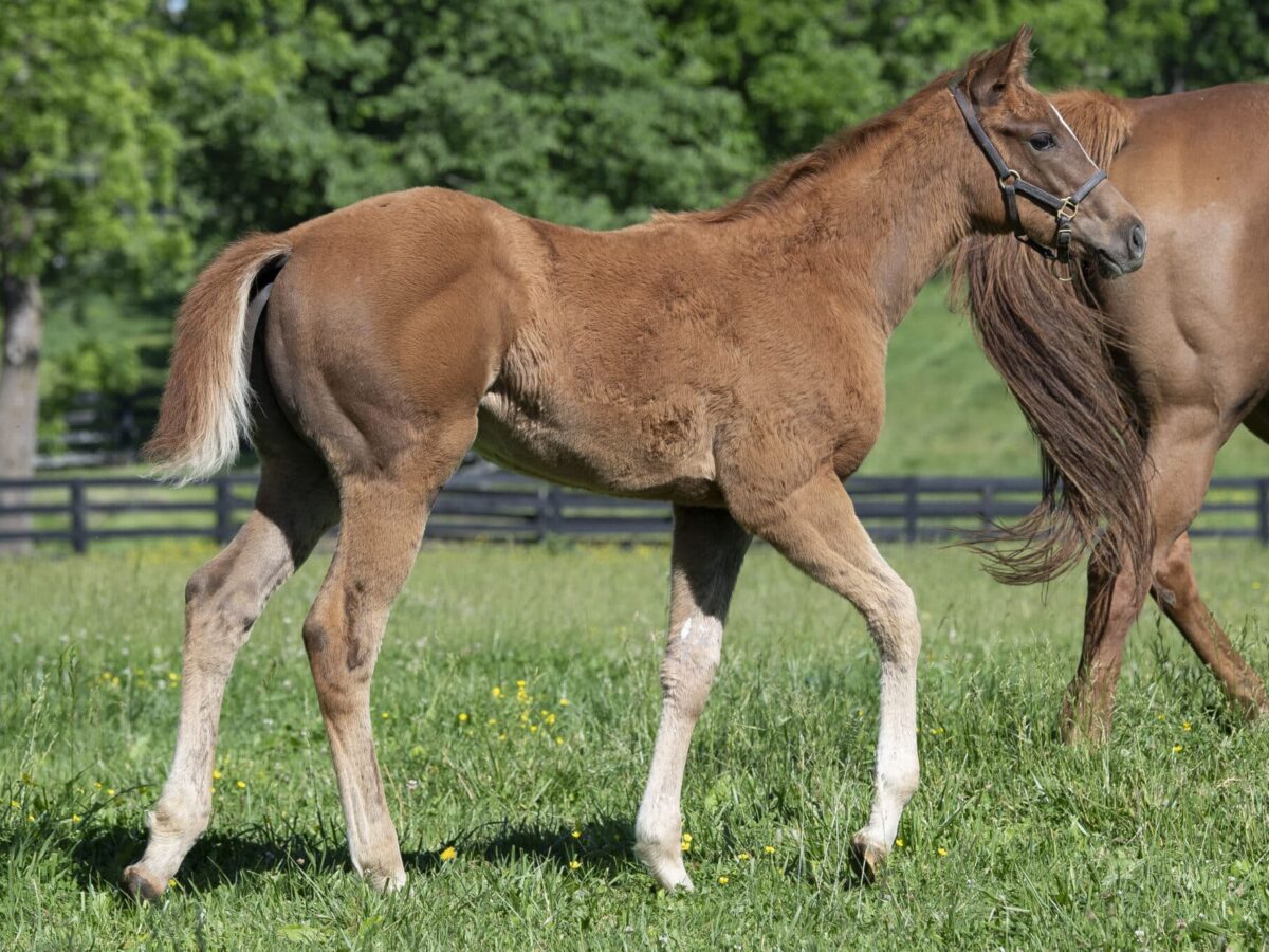 Filly o/o Two Faced Moon at 90 days old | Bred by George Krikorian | Kendall Wucker photo
