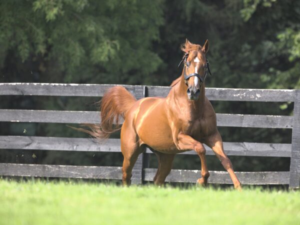 Vino Rosso had colts place in the Breeders' Futurity-G1, Champagne-G1 and American Pharoah-G1 over the weekend | Equisport photo 