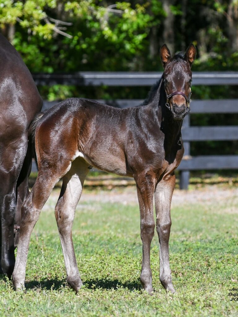 Filly o/o Perfectly Mperfect at 26 days old | Bred by Star Valley Farm | Judit Seipert photo