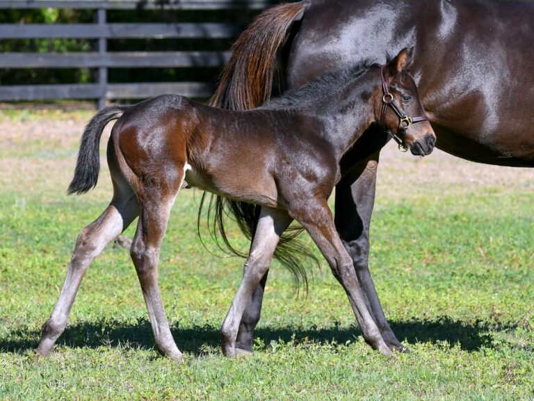 Filly o/o Perfectly Mperfect at 26 days old | Bred by Star Valley Farm | Judit Seipert photo