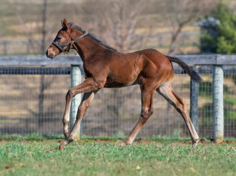 Colt o/o Wednesday Friday at 24 days old | Bred by Mullikin Thoroughbreds | Kendall Wucker photo