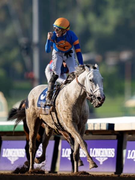 2023 Breeders' Cup Classic-G1 champion White Abarrio | Nicole Finch photo