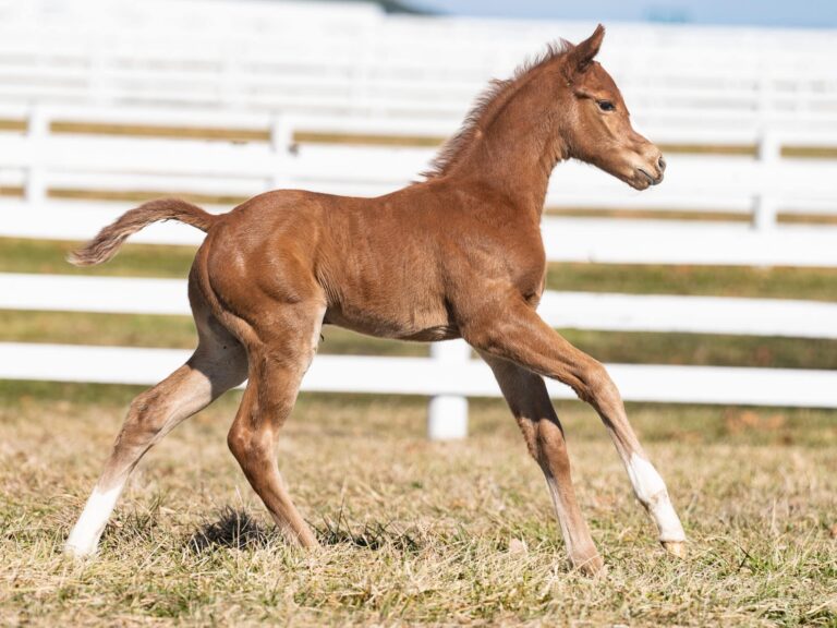 Filly o/o Belle de Nuit at 6 days old | Bred by Dixiana Farms | Nicole Finch photo