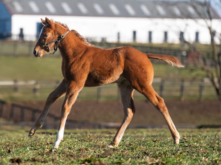 Filly o/o Champagne Sparkle at 29 days old | Bred by Brandywine Farm | Nicole Finch photo