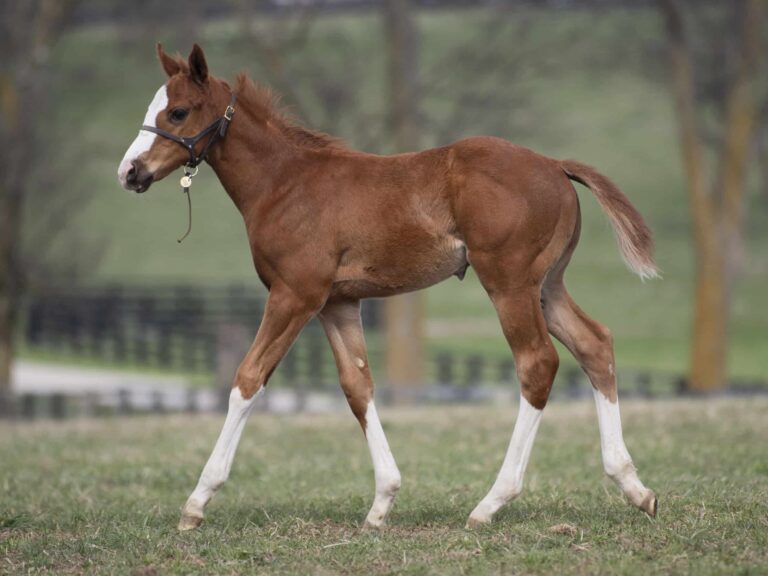 Colt o/o Fashion Fortune at 49 days old | Bred by Schwing Thoroughbreds | Kendall Wucker photo