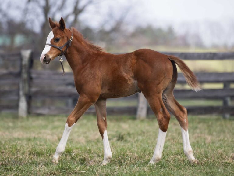 Colt o/o Fashion Fortune at 49 days old | Bred by Schwing Thoroughbreds | Kendall Wucker photo