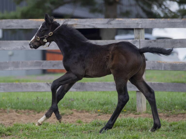 Colt o/o Princess Nayyy Nay at 25 days old | Bred by John & Brittany Terlep | Kendall Wucker photo