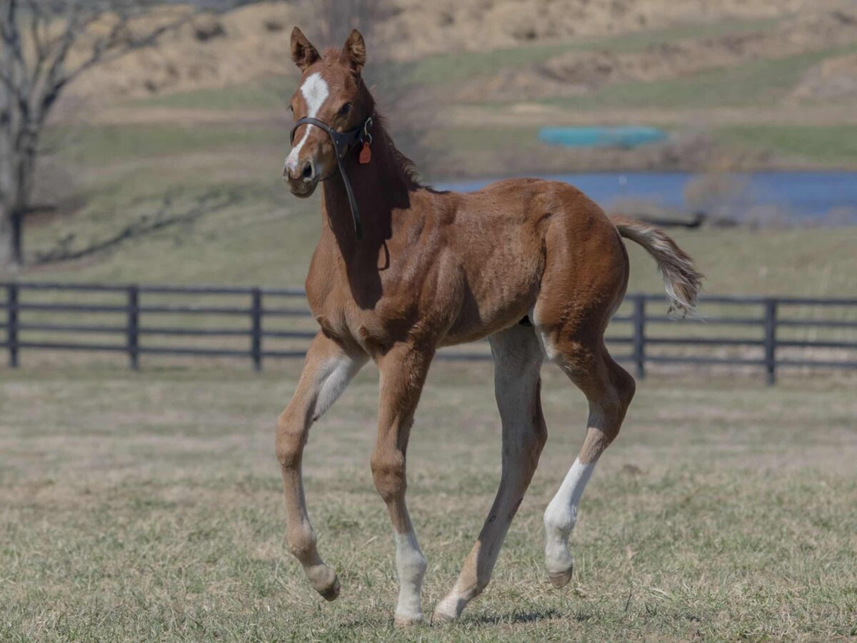 Colt o/o Running Memories at 25 days old | Bred by Double Diamond Farm | Kendall Wucker photo