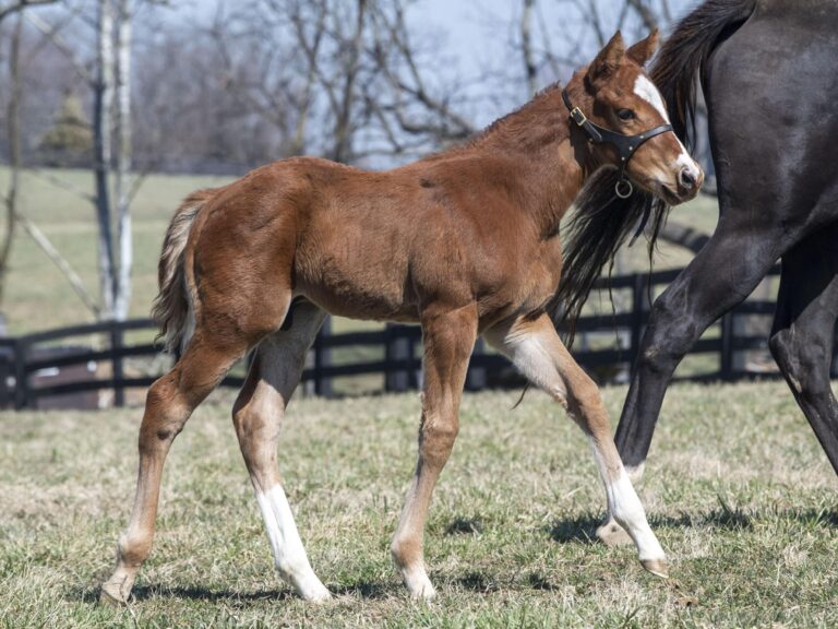 Colt o/o Running Memories at 25 days old | Bred by Double Diamond Farm | Kendall Wucker photo