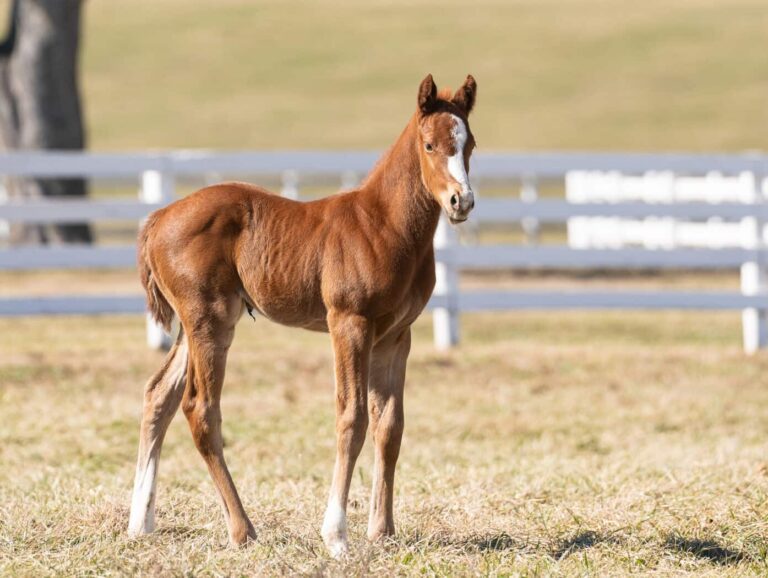 Filly o/o Belle de Nuit at 6 days old | Bred by Dixiana Farms | Nicole Finch photo