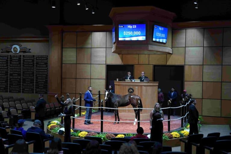 $250,000 weanling at F-T Nov | Colt o/o Lookintogeteven | Purchased by Castleton Way | Z photo