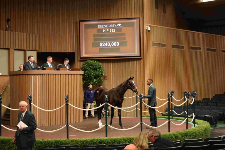 $240,000 weanling at KEENOV | Filly o/o Exhalation | Purchased by Harcourt Stud | Z photo