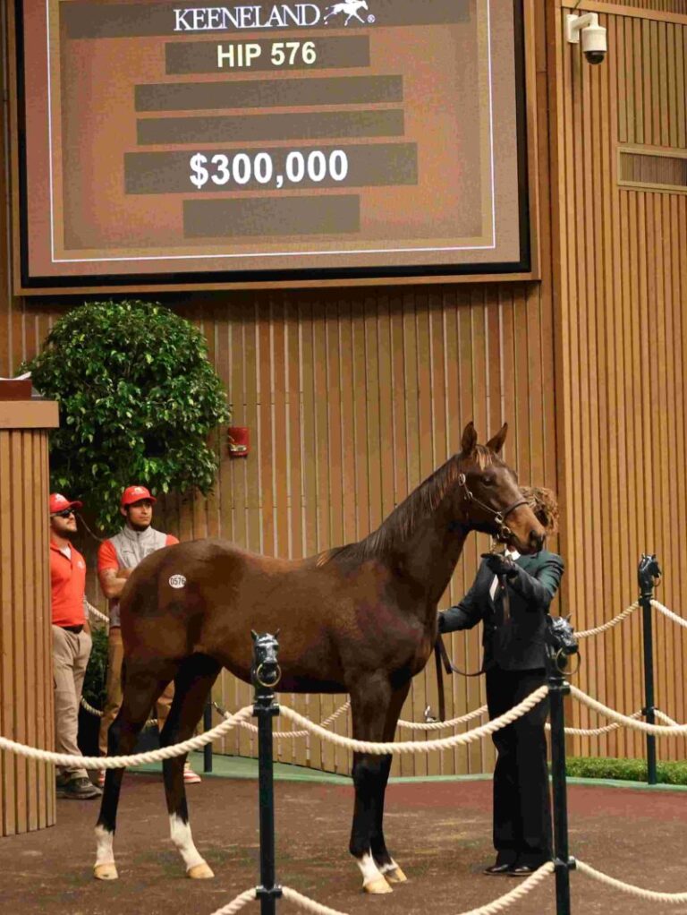 $300,000 weanling at KEENOV | Colt o/o Sea Song | Purchased by Tiago Bloodstock | Z photo