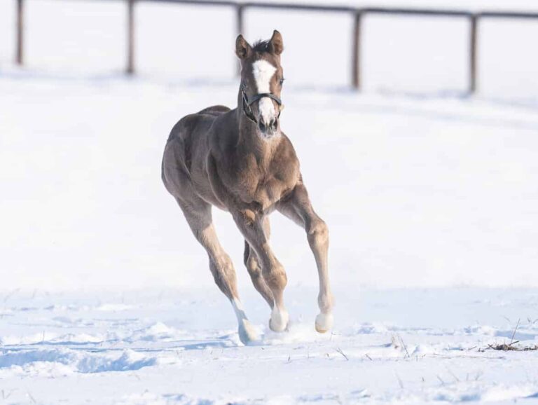 Colt o/o Alarm Clock at 18 days old | Bred by Frankfort Park Farm & Mamakos Thoroughbred | Nicole Finch photo