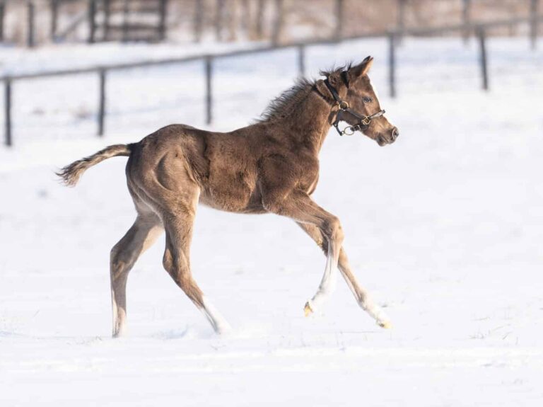Colt o/o Alarm Clock at 18 days old | Bred by Frankfort Park Farm & Mamakos Thoroughbred | Nicole Finch photo