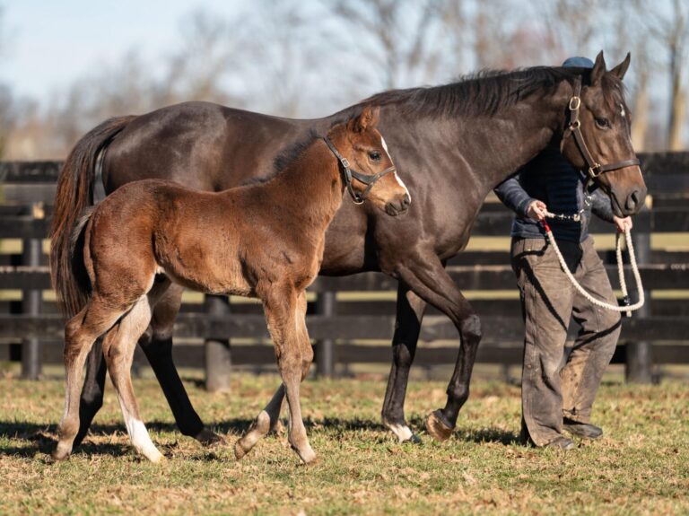 Colt o/o Bird Hunter at 40 days old | Bred by Nancy Shuford | Nicole Finch photo