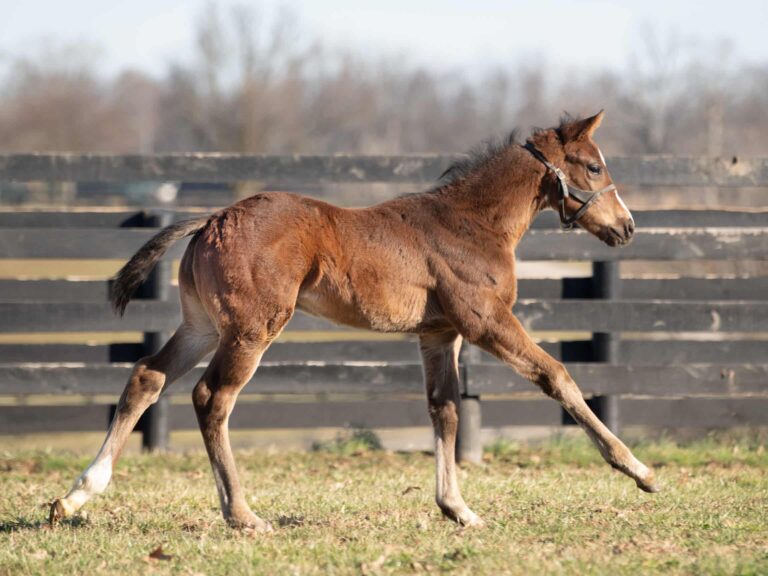Colt o/o Bird Hunter at 40 days old | Bred by Nancy Shuford | Kendall Wucker photo