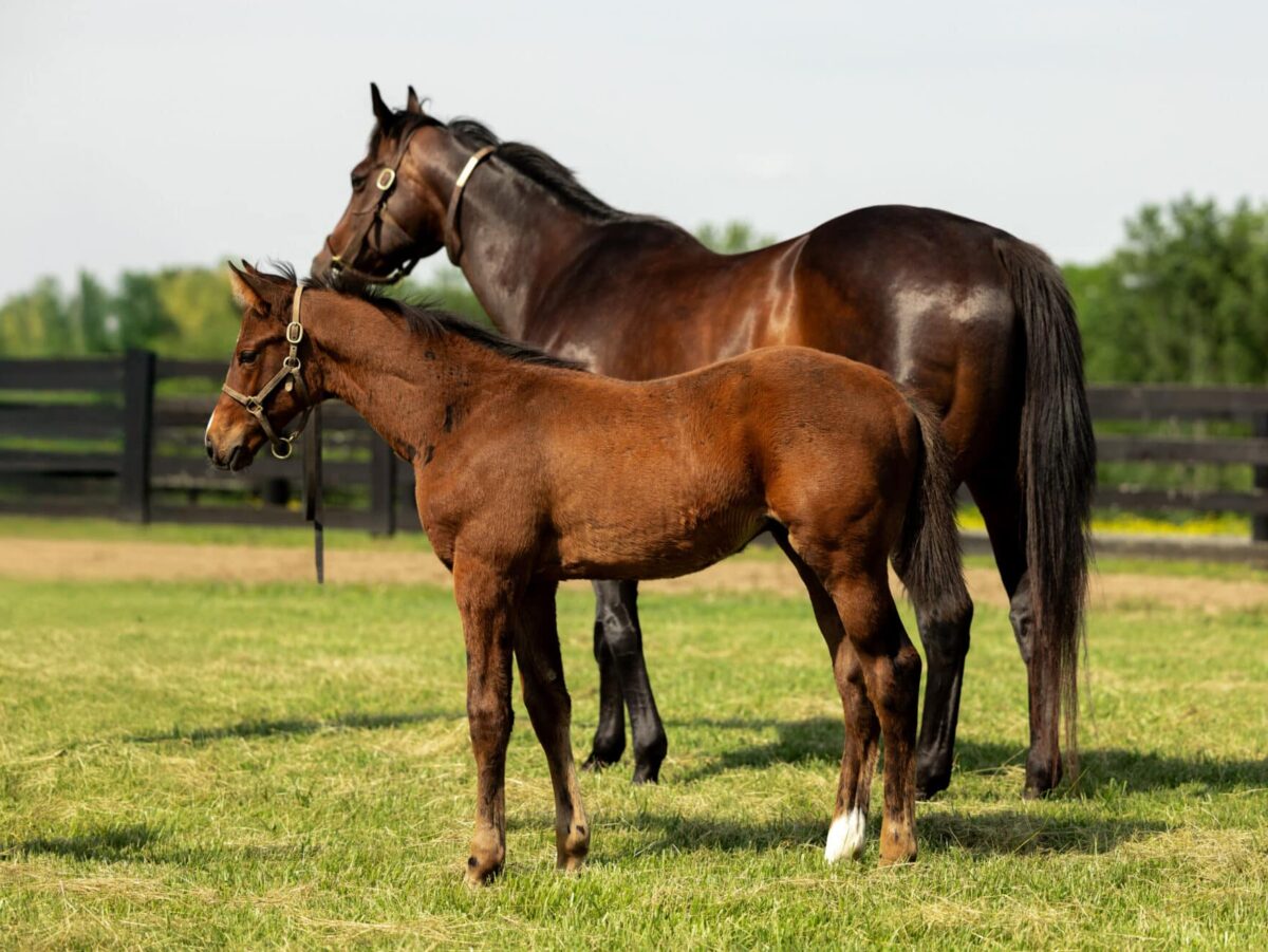 Colt o/o Clarendon Fancy at 74 days old | Bred by Wynnstay & Allen Poindexter | David Valdepena photo
