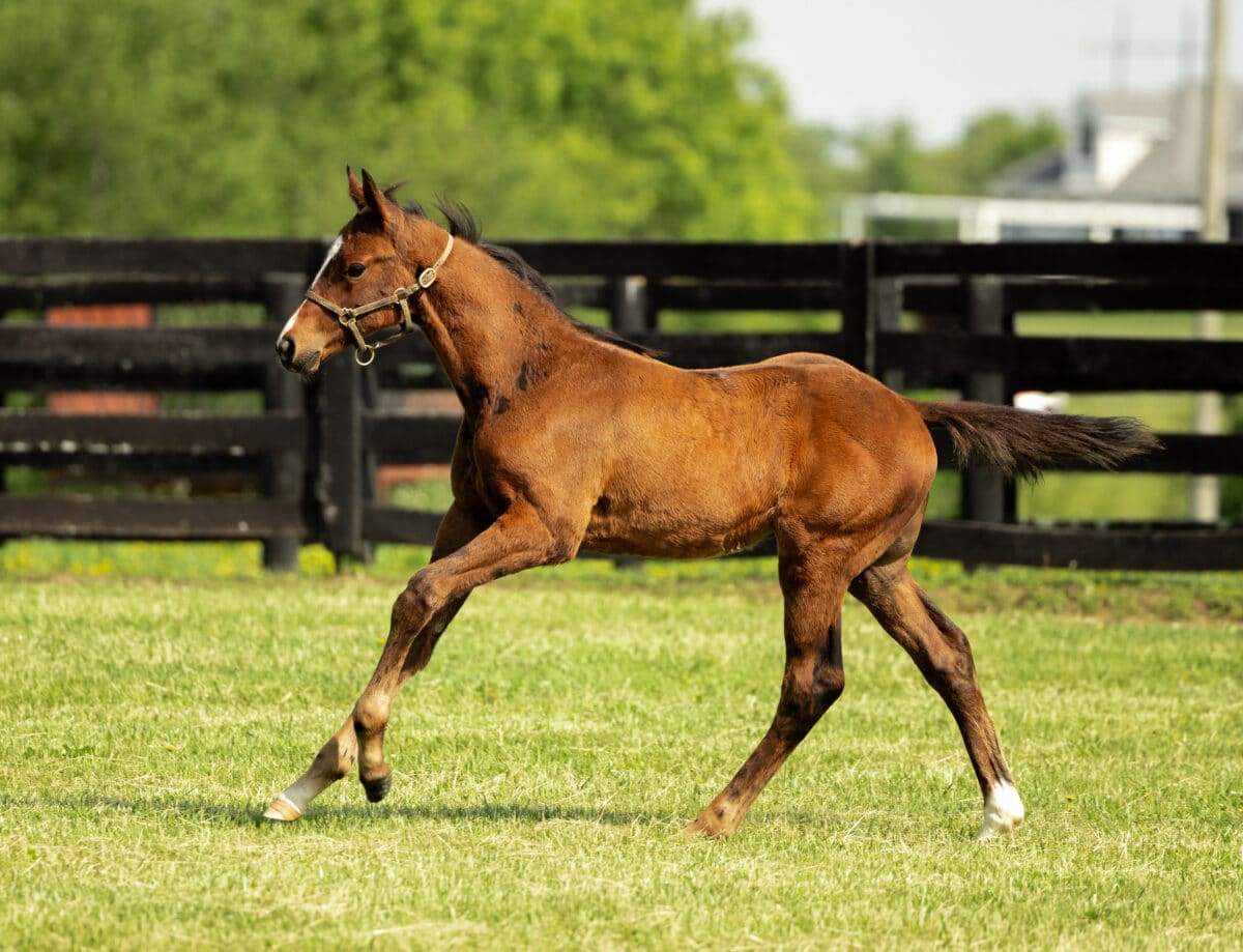 Colt o/o Clarendon Fancy at 74 days old | Bred by Wynnstay & Allen Poindexter | David Valdepena photo
