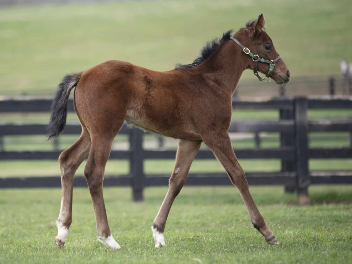 Filly o/o Confidently at 30 days old | Bred by Wild Aire Partners | Kendall Wucker photo