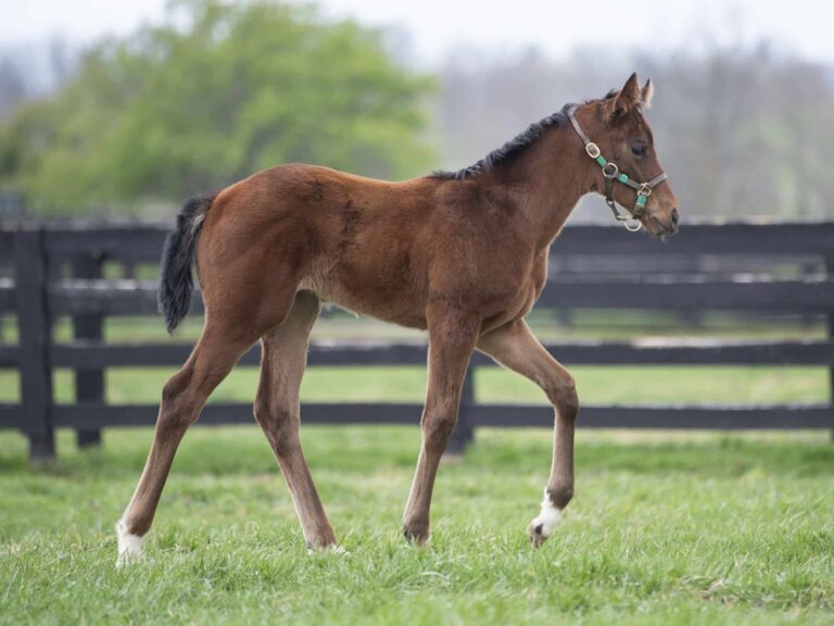 Filly o/o Confidently at 30 days old | Bred by Wild Aire Partners | Kendall Wucker photo