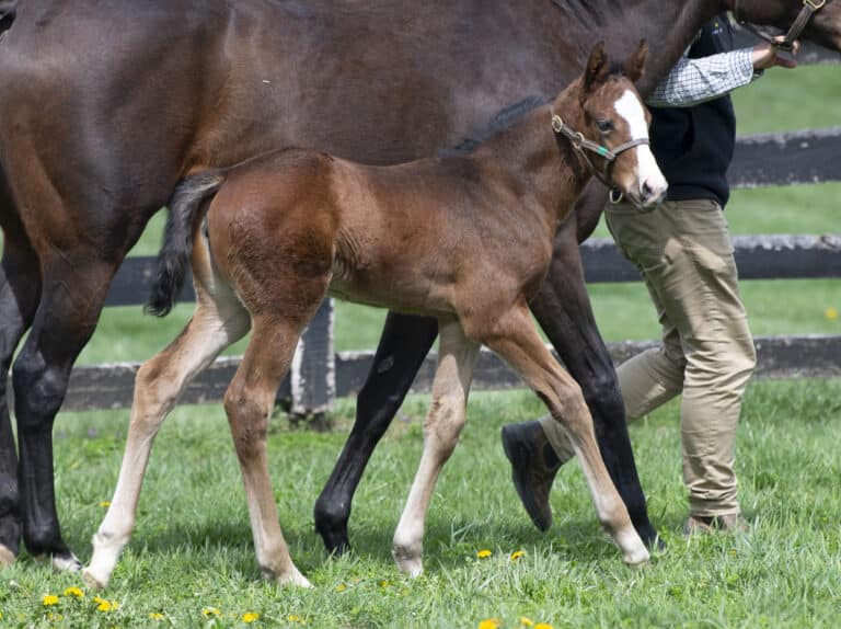 Filly o/o Dolce Bella at 18 days old | Bred by Repole Stable | Kendall Wucker photo