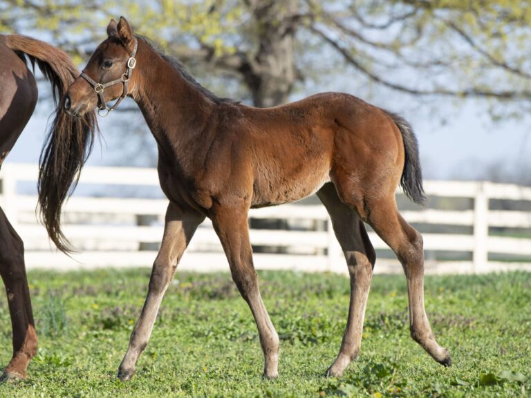 Filly o/o Double Jackpot at 67 days old | Bred by John McCormack | Kendall Wucker photo