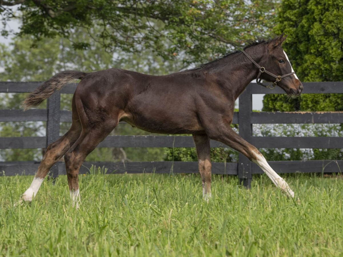 Colt o/o Everylittlething at 3 1/2 months old | Bred by Jeff Ramey and Jerry & Tina Mayes | Kendall Wucker photo