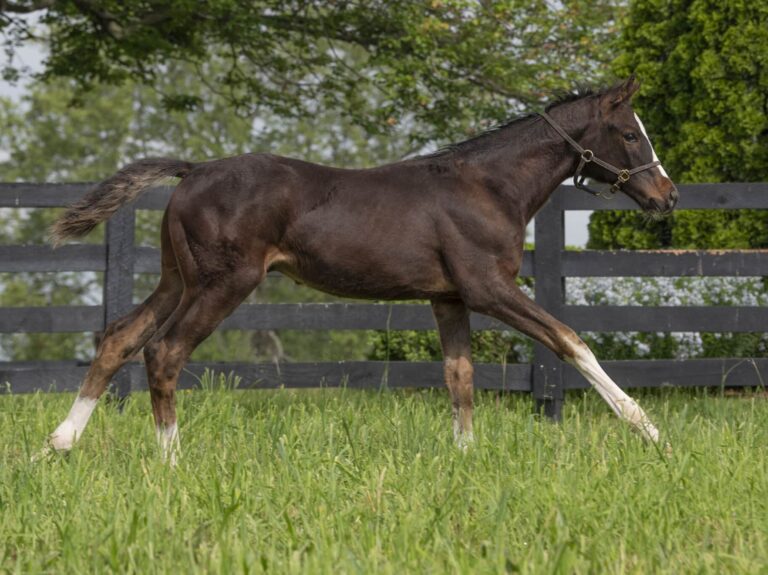 Colt o/o Everylittlething at 3 1/2 months old | Bred by Jeff Ramey and Jerry & Tina Mayes | Kendall Wucker photo