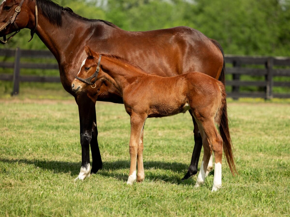 Filly o/o Flat Out Speed at 19 days old | Bred by Allen Poindexter | David Valdepena photo