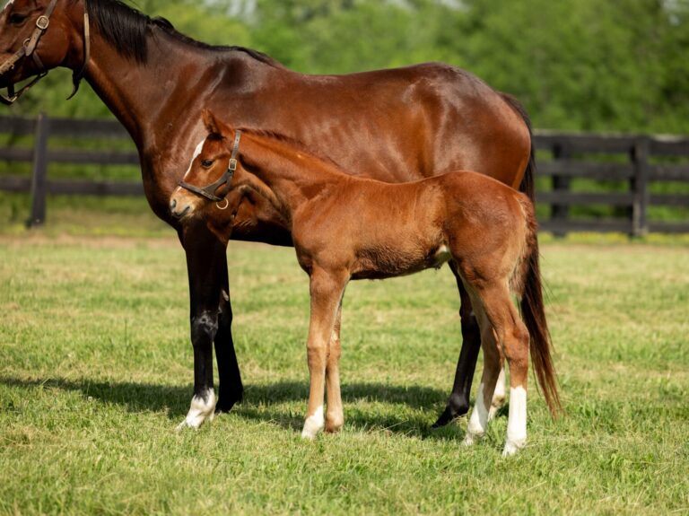 Filly o/o Flat Out Speed at 19 days old | Bred by Allen Poindexter | David Valdepena photo