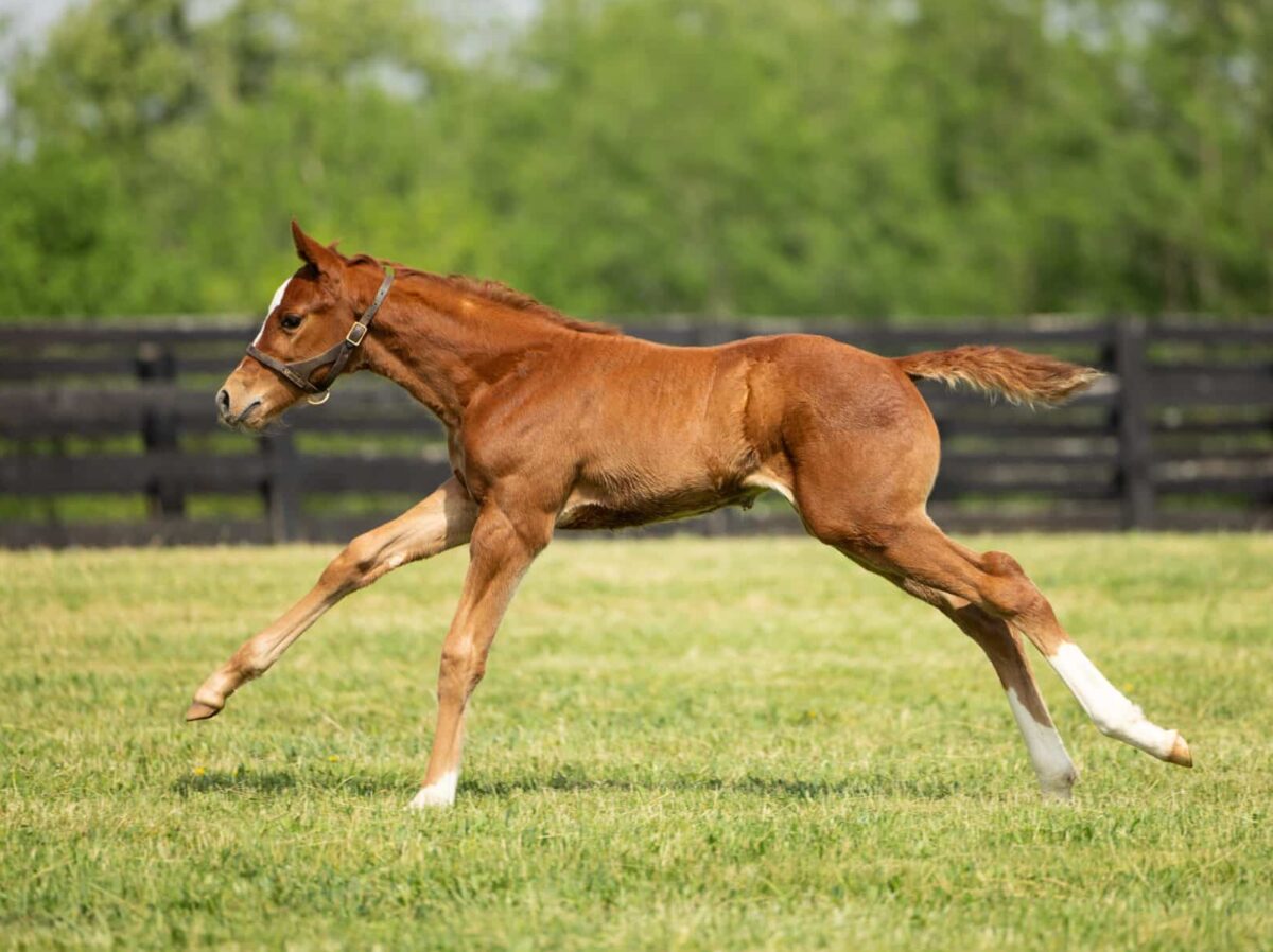 Filly o/o Flat Out Speed at 19 days old | Bred by Allen Poindexter | David Valdepena photo