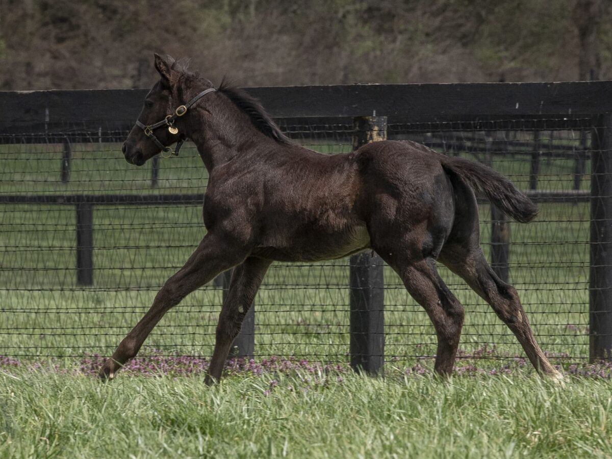 Filly o/o Foxy Danseur at 53 days old | Bred by Clearsky Farms | Kendall Wucker photo