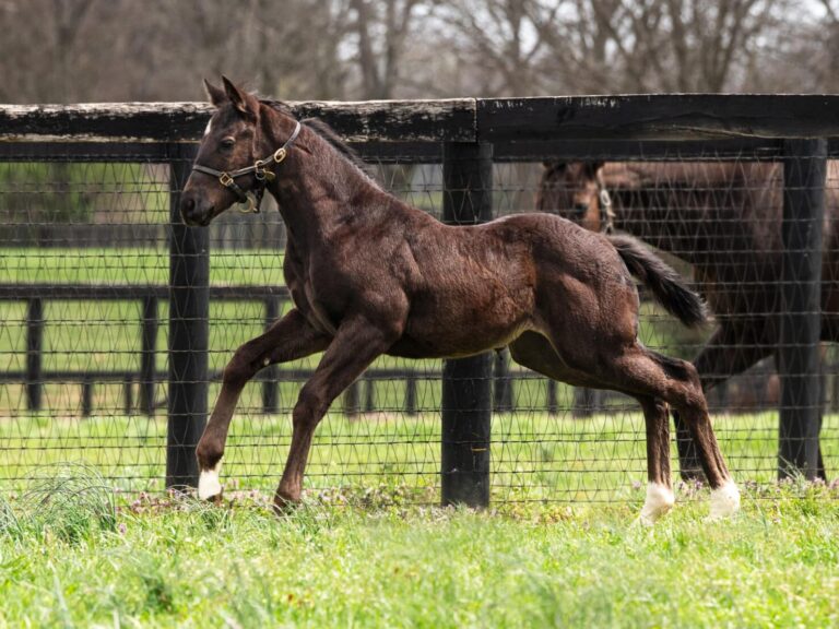 Filly o/o Foxy Danseur at 53 days old | Bred by Clearsky Farms | Kendall Wucker photo