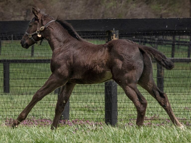 Filly o/o Foxy Danseur at 53 days old | Bred by Clearsky Farms | Kendall Wucker photo