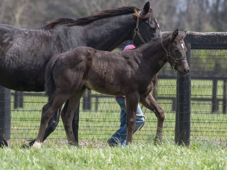 Filly o/o Foxy Danseur at 53 days old | Bred by Clearsky Farms | Kendall Wucker photo