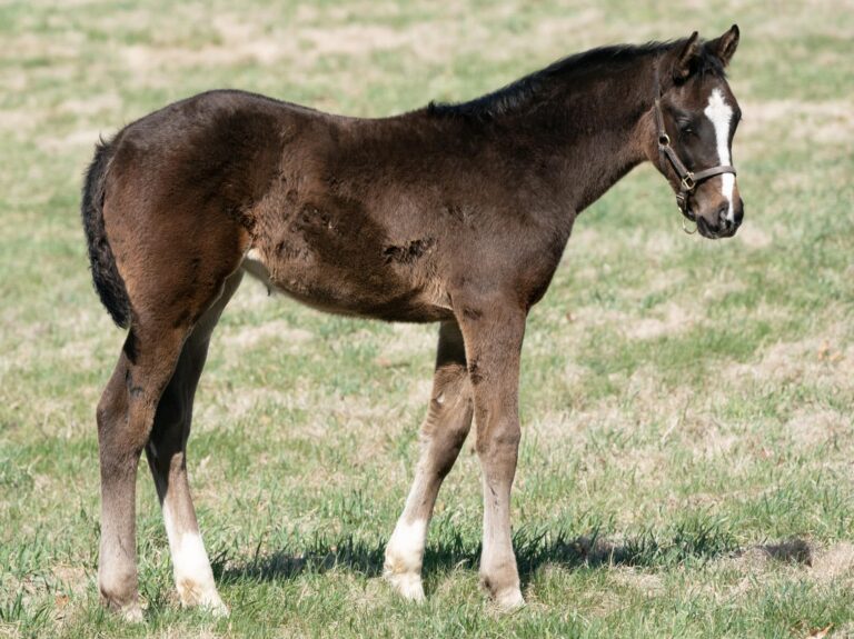 Filly o/o Gravy at 75 days old | Bred by Kamden Racing | Mathea Kelly photo